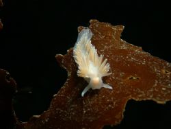 Nudibranch Flabellina falklandica over the brown algae Le... by Cesar Cardenas 